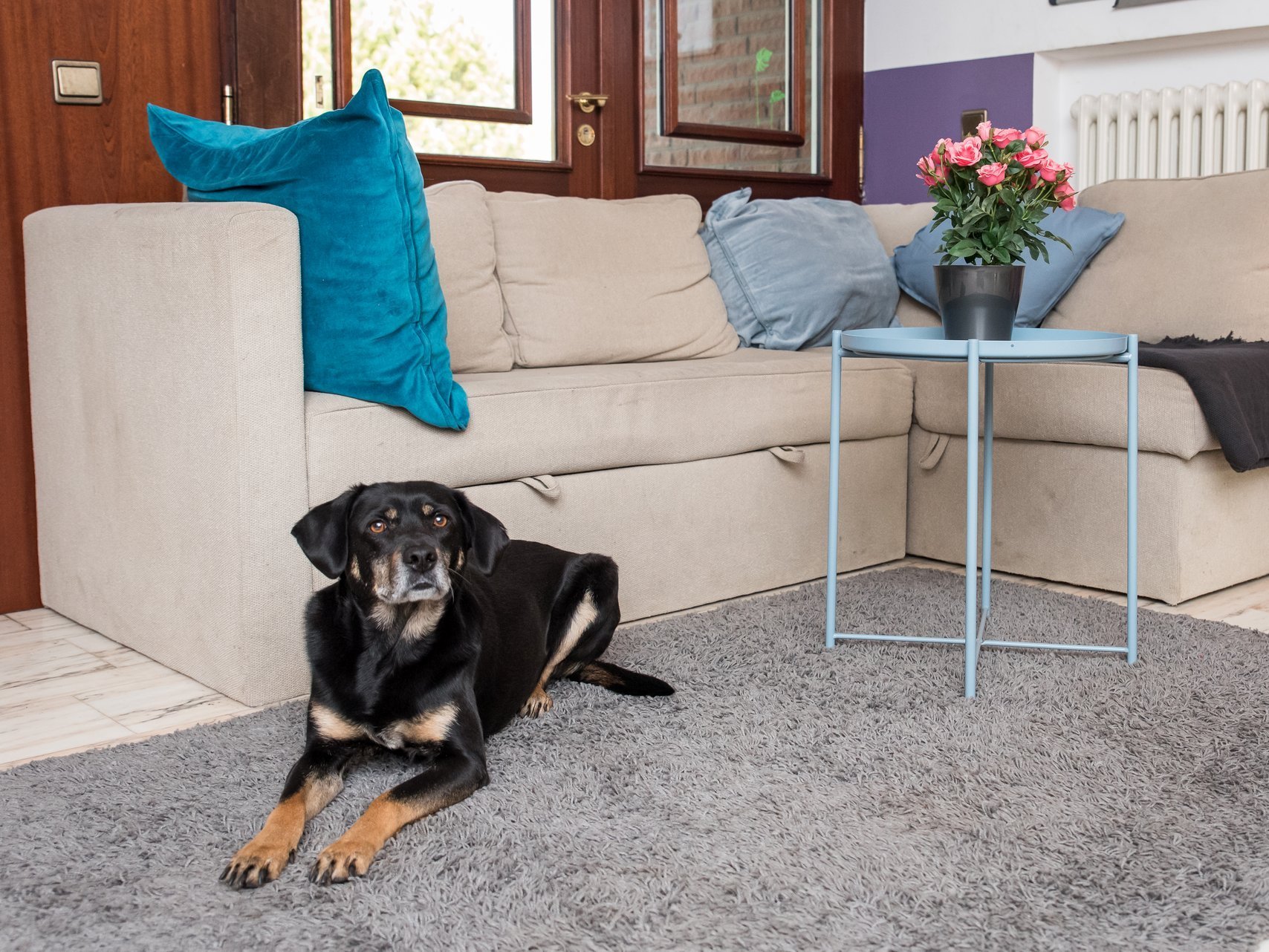 ein schwarzer Hund liegt gemütlich vor dem Sofa auf dem Teppich